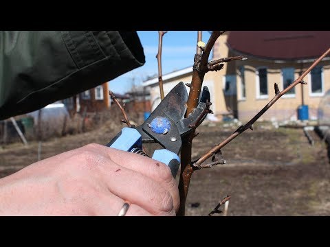 Pruning a young apple tree in spring: a scheme for beginners