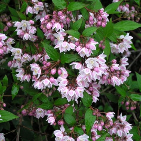 Pruning action: in spring, after flowering, in autumn