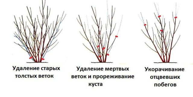 Pruning action: in spring, after flowering, in autumn