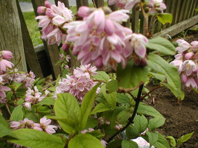 Pruning action: in spring, after flowering, in autumn