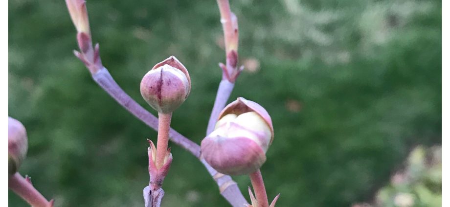 Pruning action: in spring, after flowering, in autumn