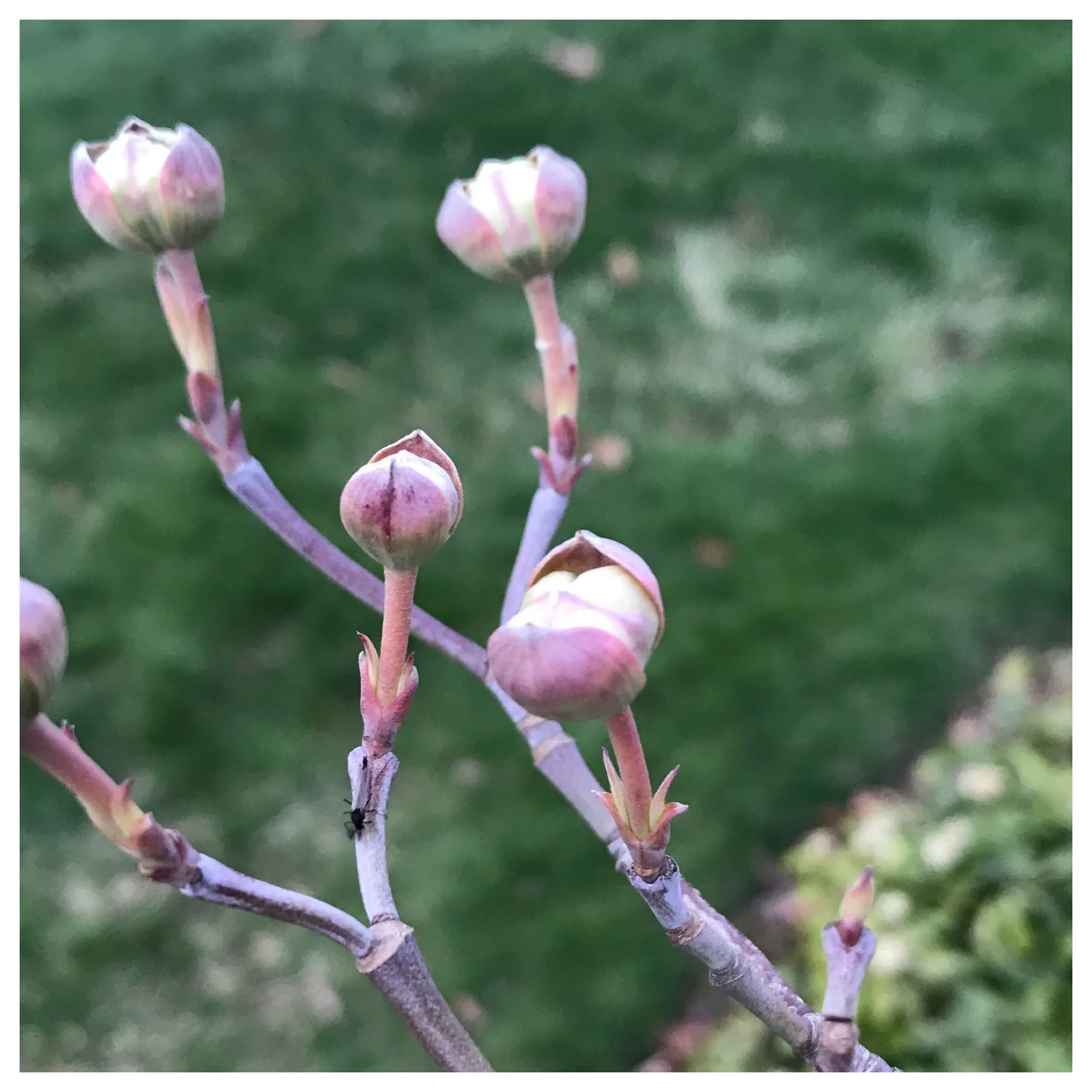 Pruning action: in spring, after flowering, in autumn