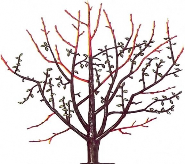 Pruning an apple tree for the winter: how to properly prepare a tree