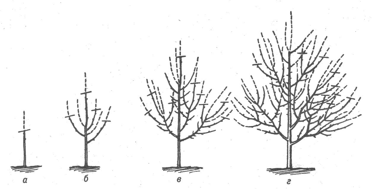 Pruning an apple tree for the winter: how to properly prepare a tree