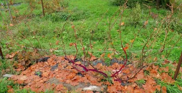 Pruning and sheltering grapes in autumn