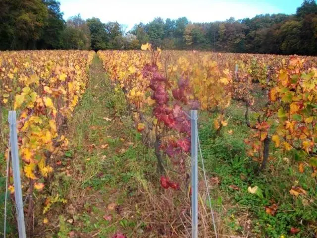 Pruning and sheltering grapes in autumn