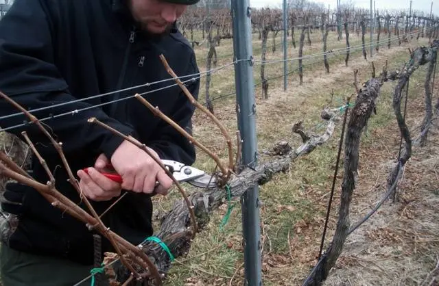 Pruning and sheltering grapes in autumn