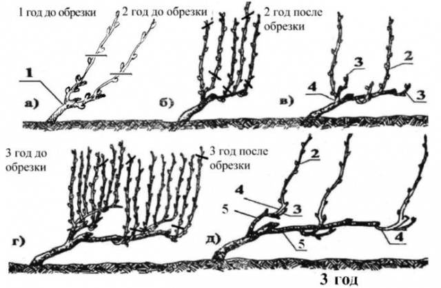 Pruning and sheltering grapes in autumn