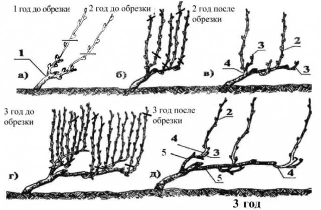 Pruning and sheltering grapes in autumn