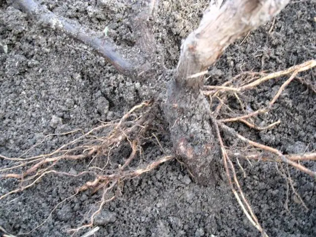 Pruning and sheltering grapes in autumn