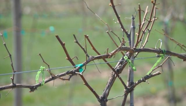 Pruning and sheltering grapes in autumn