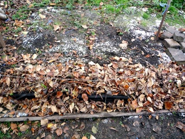 Pruning and sheltering grapes in autumn