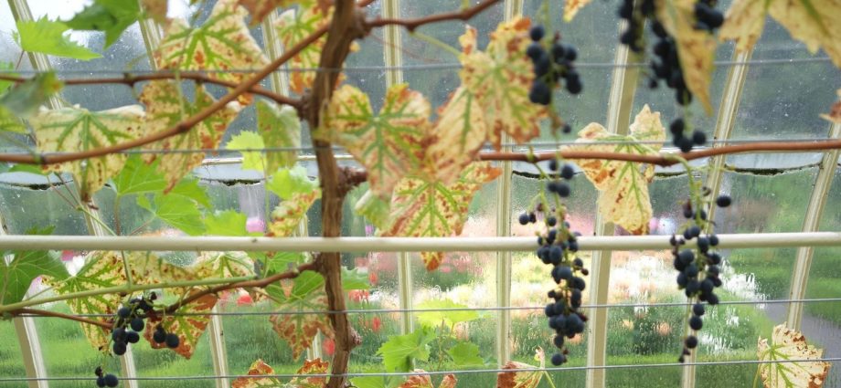 Pruning and sheltering grapes in autumn