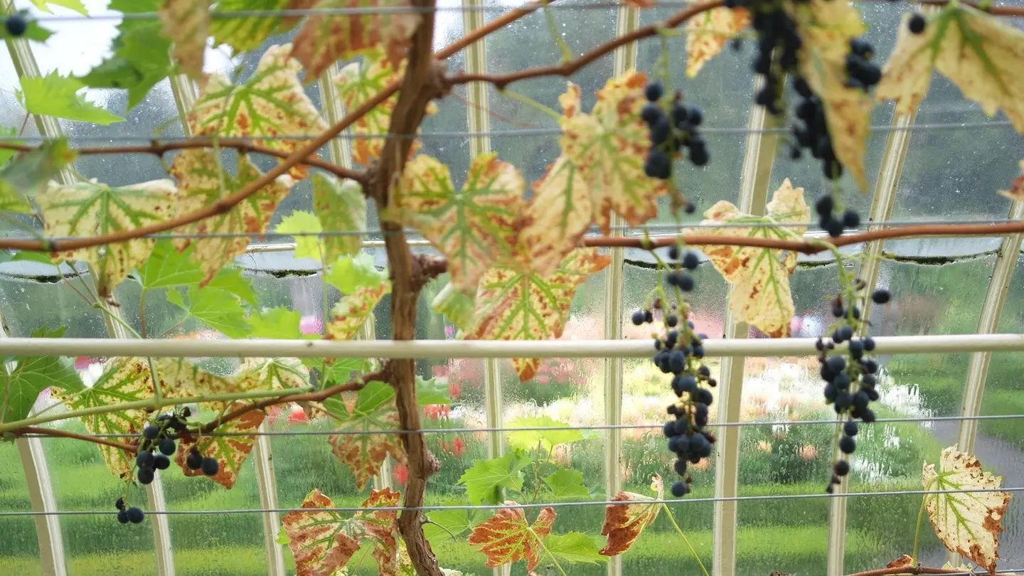 Pruning and sheltering grapes in autumn