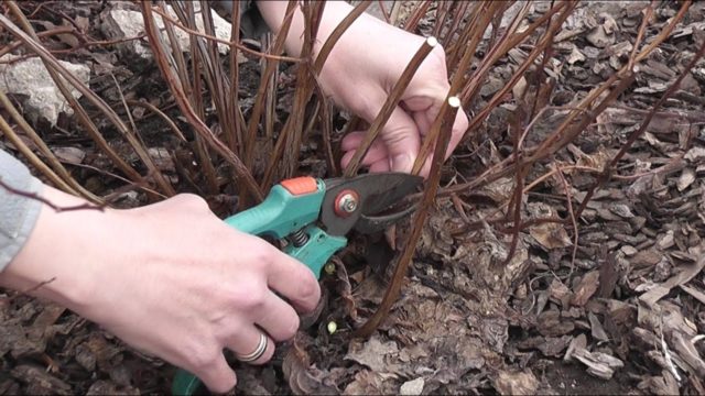 Pruning and transplanting spirea in the fall to a new place