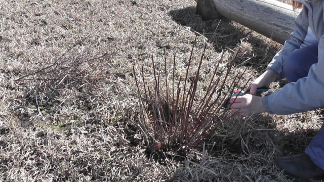 Pruning and transplanting spirea in the fall to a new place