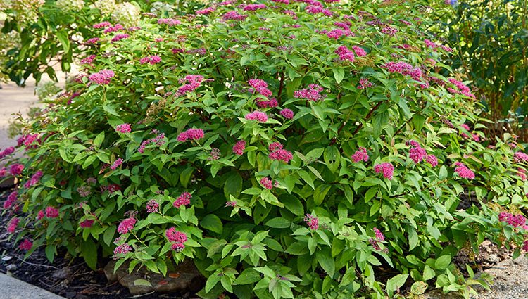 Pruning and transplanting spirea in the fall to a new place