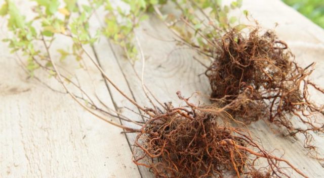 Pruning and transplanting spirea in the fall to a new place