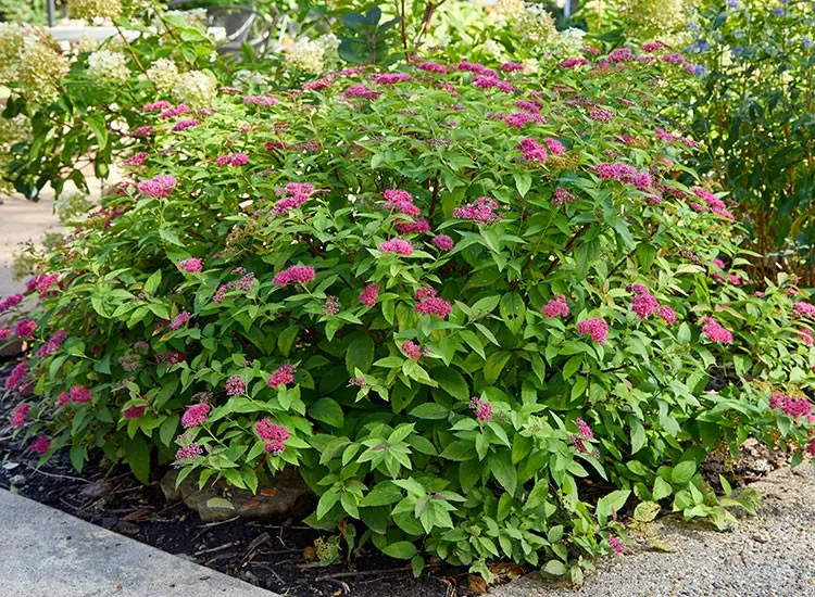 Pruning and transplanting spirea in the fall to a new place