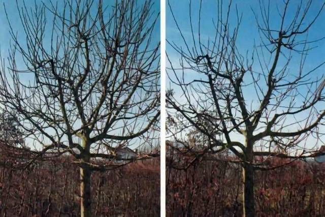 Pruning apple trees in autumn + video, diagram for beginners