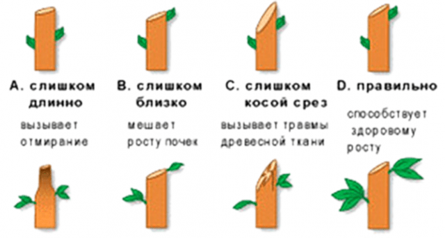 Pruning apple trees in autumn + video, diagram for beginners