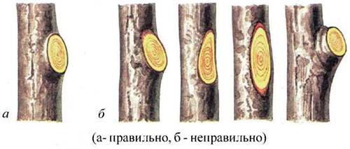 Pruning apple trees in autumn + video, diagram for beginners