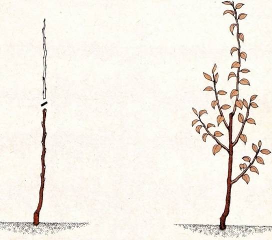 Pruning apple trees in autumn + video, diagram for beginners