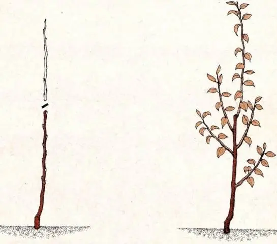 Pruning apple trees in autumn + video, diagram for beginners