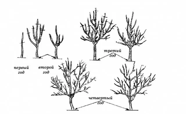 Pruning apple trees in autumn + video, diagram for beginners