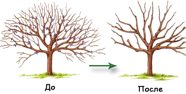 Pruning apple trees in autumn + video, diagram for beginners