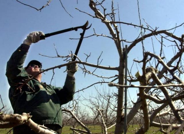 Pruning apple trees in autumn + video, diagram for beginners