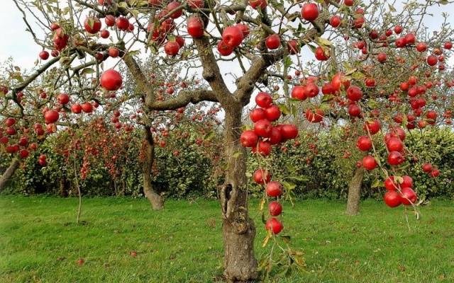 Pruning apple trees in autumn + video, diagram for beginners