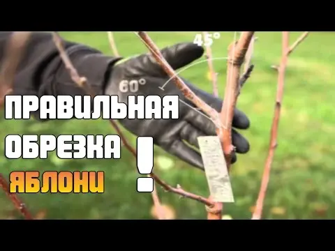 Pruning apple trees in autumn + video, diagram for beginners