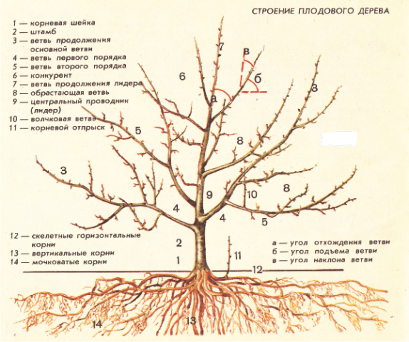 Pruning apple trees in autumn + video, diagram for beginners