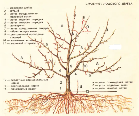 Pruning apple trees in autumn + video, diagram for beginners