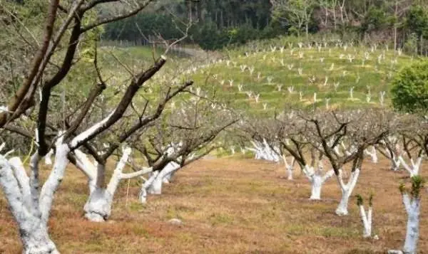 Pruning apple trees in autumn + video, diagram for beginners