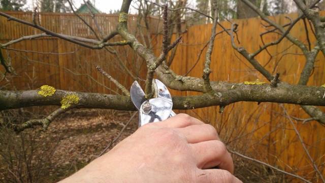 Pruning apple trees in autumn + video, diagram for beginners