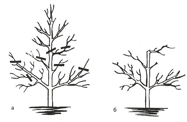 Pruning apple trees in autumn + video, diagram for beginners