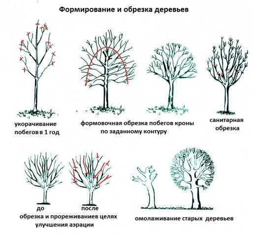 Pruning apple trees in autumn + video, diagram for beginners