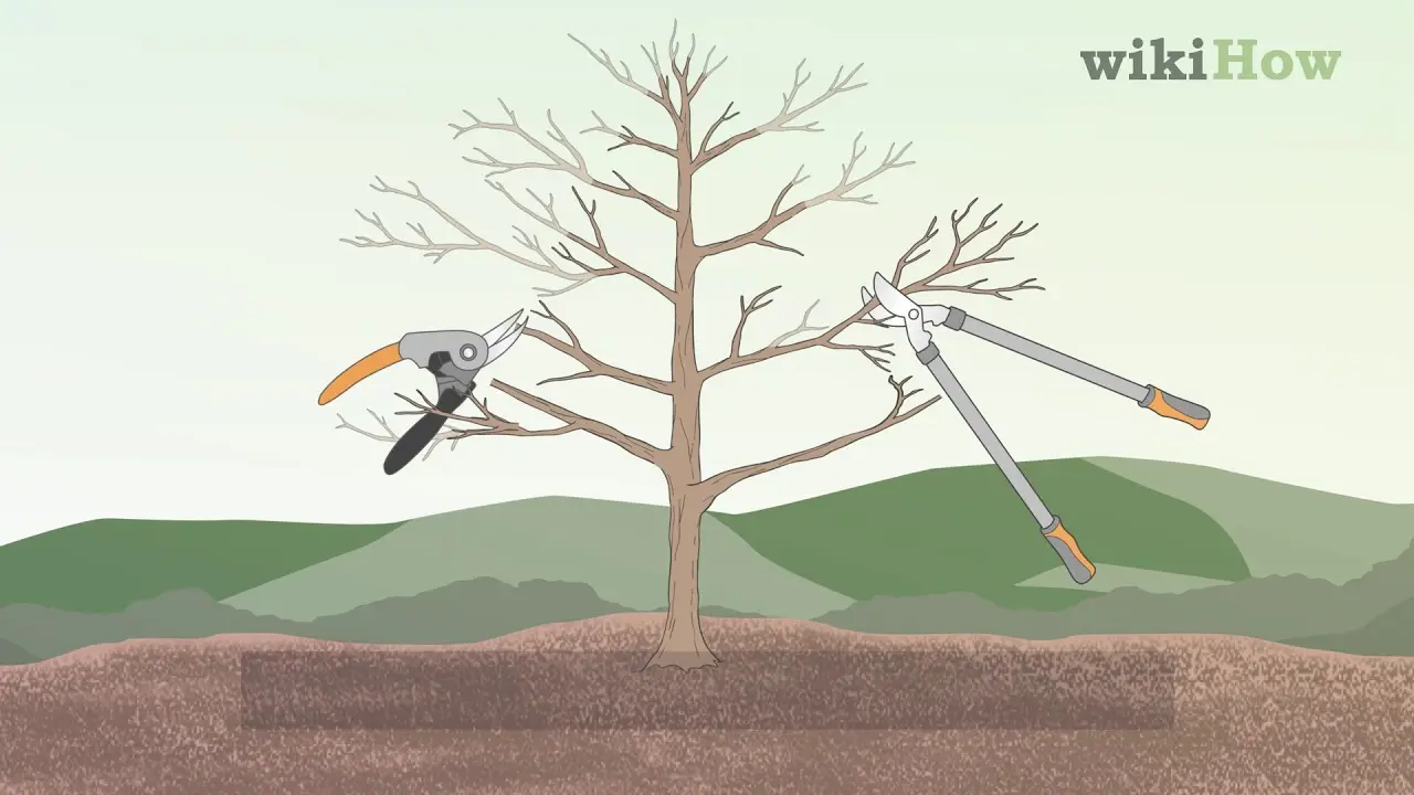 Pruning apple trees in autumn + video, diagram for beginners