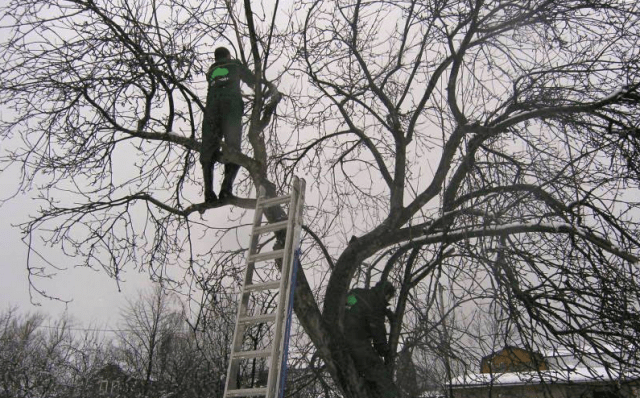 Pruning apple trees in winter