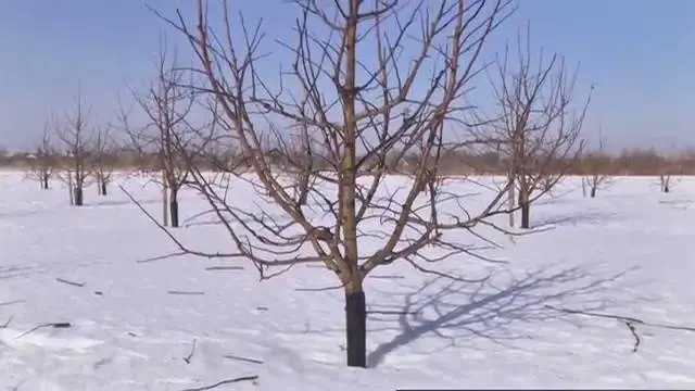 Pruning apple trees in winter