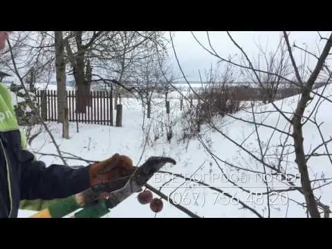 Pruning apple trees in winter