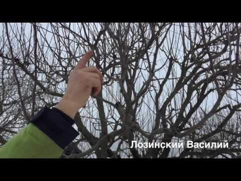 Pruning apple trees in winter