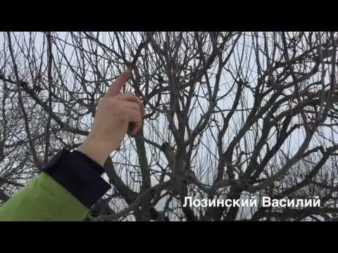 Pruning apple trees in winter