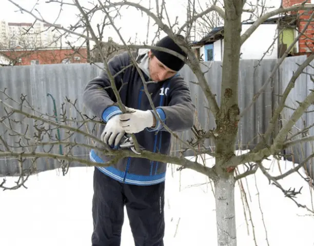 Pruning apple trees in winter