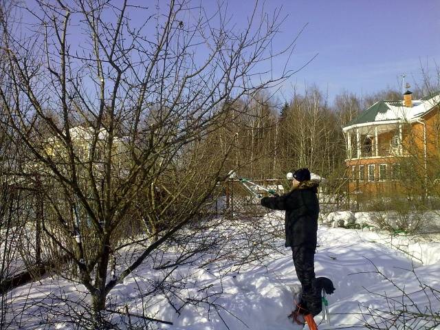 Pruning apple trees in winter