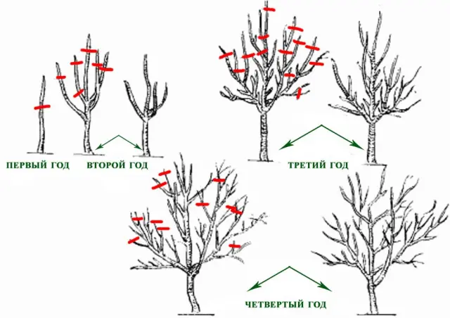 Pruning apple trees in winter