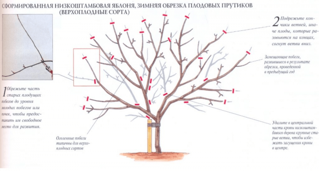 Pruning apple trees in winter