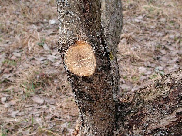 Pruning apple trees in winter